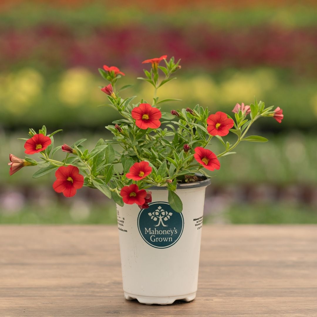 Calibrachoa – Cabaret Orange Improved – 4.5″ Pot